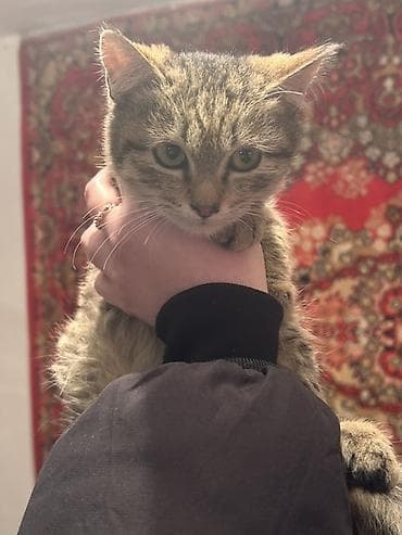 говорящий попугай жако: Беспородная, 7 месяцев, Мальчик, Проглистована, С прививками — 2