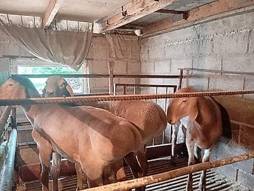 голуби животные: Продаю | Баран (самец) | Для разведения — 3