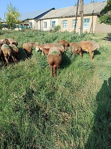 Продаю | Овца (самка) | Для разведения | Матка at lalafo.kg Продаю | Овца (самка) | Для разведения | Матка