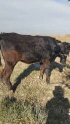 гидропонный зеленый корм цена: Продаю | Тёлка | Для разведения, Для молока | Стельные — 6