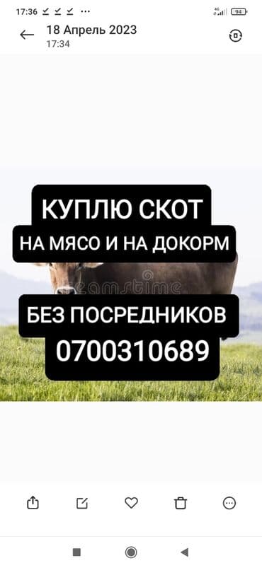 продажа быков: Куплю | Коровы, быки, Лошади, кони | Круглосуточно, Любое состояние, Забитый — 1