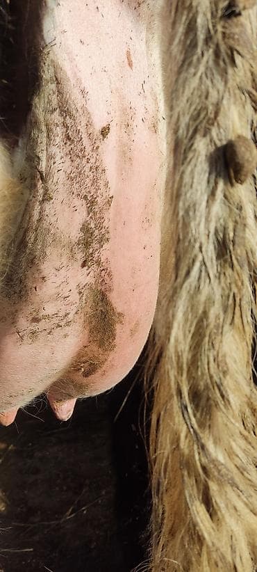 Другие животные: Продаю | Корова (самка) | Голштин | Для молока | Привязанные — 1