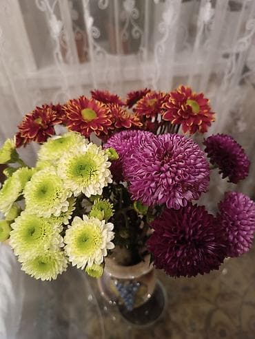плетистые розы: Саженцы цветка: Хризантемы, Самовывоз — 7