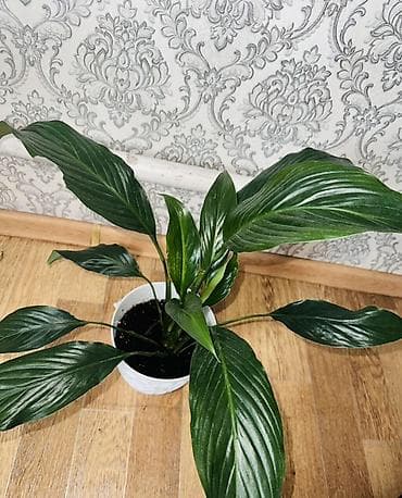 Спатифиллум (Spathiphyllum), комнатное растение в горшке. - Горшок