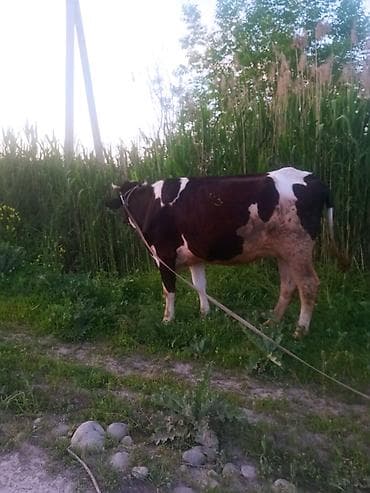 продам сельхоз животных: Первотелка голштинской породы,покрыта краснопестрой голштинское — 1