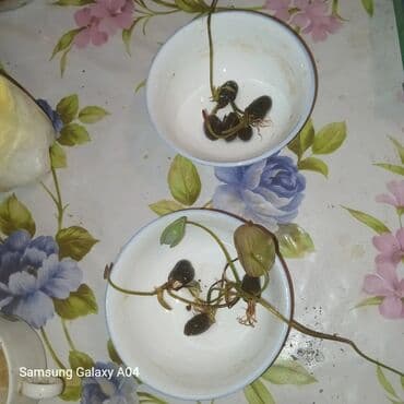 вьющиеся цветы: Семена цветка: Самовывоз, Платная доставка — 12