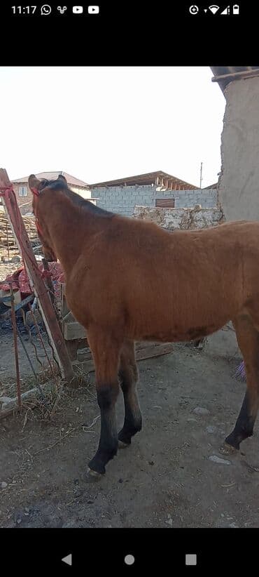 животные в добрые руки: Продаю | Жеребенок | Для разведения — 3