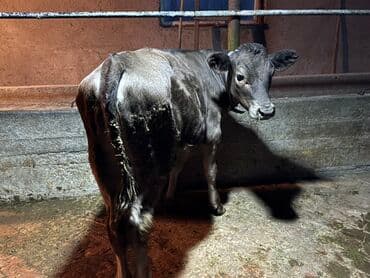 теленки или телята купить: Сатам | Музоо | Бордоп семиртүү үчүн | Байланган — 2