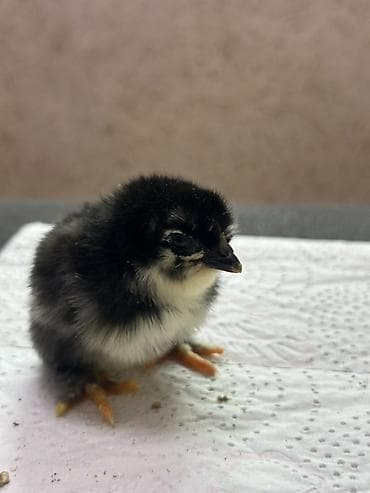 рыба для аквариума: Продаю | Цыплята | Домашняя | Для разведения — 8