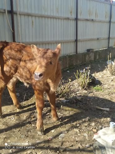 Ветеринар кызматы: Сатам | Кунаажын, Музоо | Айршир — 1