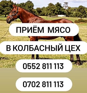 Куплю | Коровы, быки, Лошади, кони, Бараны, овцы | Любое состояние, Забитый, На забой, на мясо at lalafo.kg Куплю | Коровы, быки, Лошади, кони, Бараны, овцы | Любое состояние, Забитый, На забой, на мясо