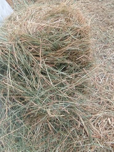 продам бу оборудование для птицефабрики: Сено в тюках - Натуральное луговое сено, спрессованное в — 1
