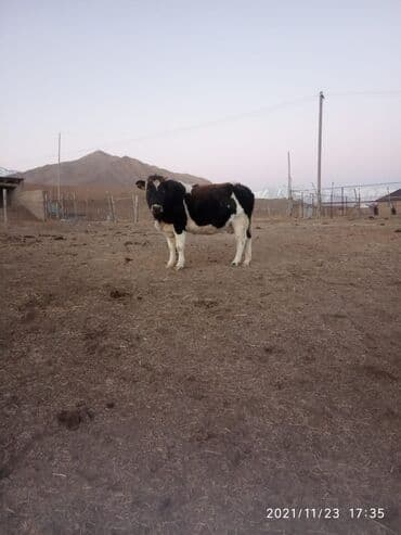 Ветеринар кызматы: Сатам | Уй (ургаачы) | Сүт алуу үчүн | Байланган — 6