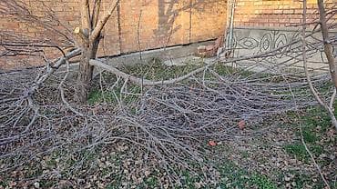 Дрова Самовывоз, Платная доставка — 2