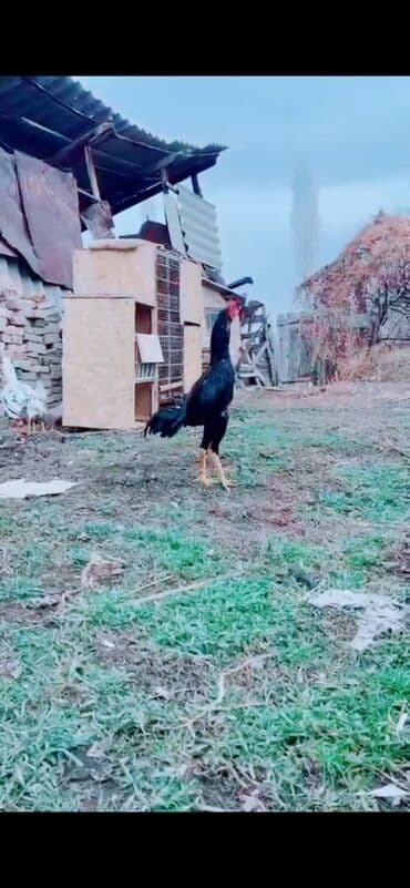 живые раки: Продаю майский жожик — 1