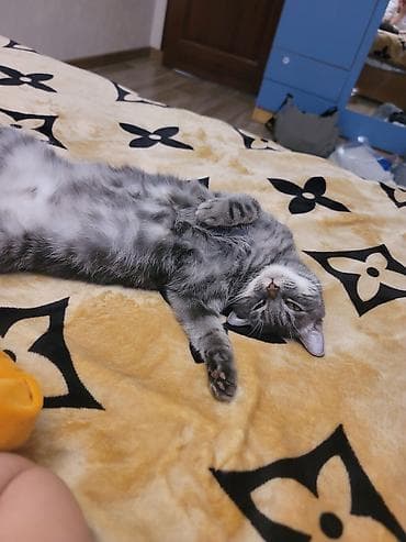 ловит мышей: Кошка даром: Беспородная, 2 года, Девочка, Приучена к лотку — 5