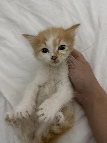 коты в оше: Отдам котят в хорошие руки, Возраст котят 1 месяц, 2 недели — 4