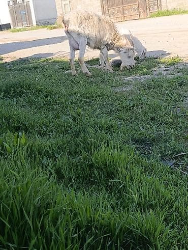 Продаю | Коза (самка) | Для молока at lalafo.kg Продаю | Коза (самка) | Для молока