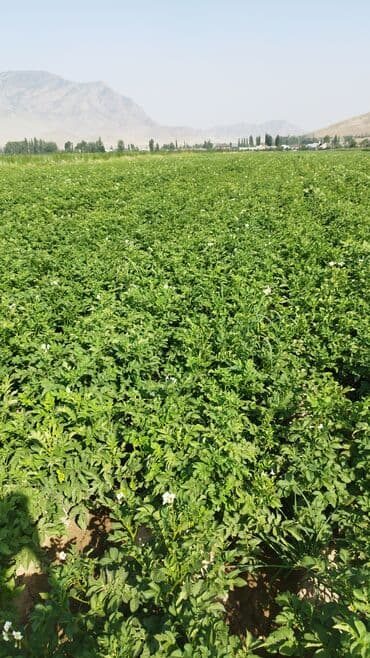 где купить качественный мицелий вешенки: Картошка Оптом — 1