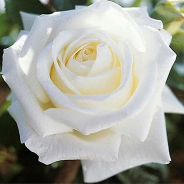 солнце защитник: Саженцы — 8