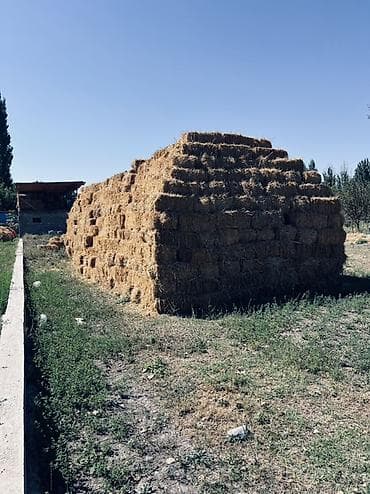 школьники сливы: Арпа саман камыш аралаш 1400 тук бар — 2