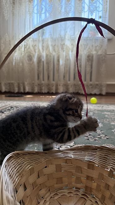 шотландская кошка сколько стоит: Скотиш Фолд (Шотландская вислоухая), 2 месяца, Девочка, Метис, Приучена к лотку — 2