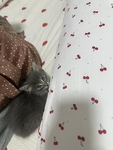 отдам даром котенка сфинкса: 2 месяца, Девочка, Серый, Приучена к лотку — 3