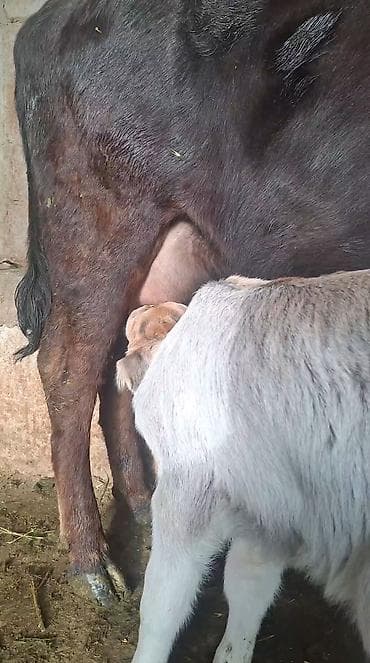 хара: Сатам | Уй (ургаачы) | Сүт алуу үчүн | Музоологондон кийин — 2