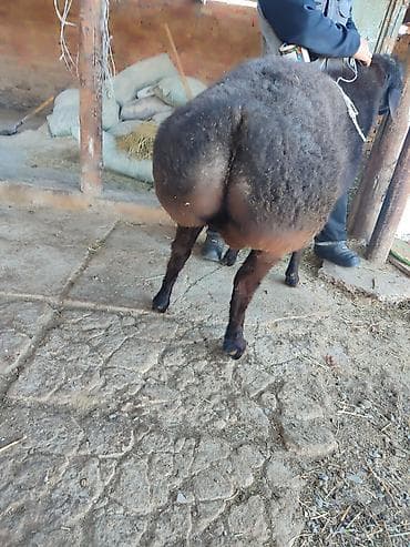 Аквариумы: Продаю | Баран (самец) | Для разведения — 3