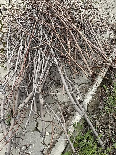 Дрова: Дрова Самовывоз — 1