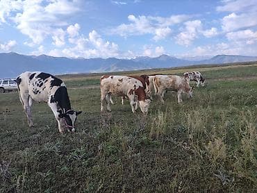 продам сельхоз животных: Продаю | Бык (самец), Тёлка | Монбельярд, Айрширская | Для разведения, Для молока — 4