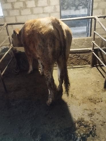 ишу карова: Продаю | Корова (самка) | Для разведения | Привязанные — 1