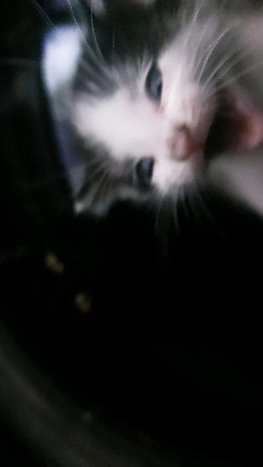 Животные: Котята черно-белого и серо-белого окраса -Одна девочка и трое — 7