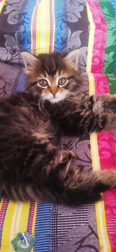немецкий овчарка щенок: Котята из приюта ищут дом и семью, от блох и глистов обработаны, к — 6