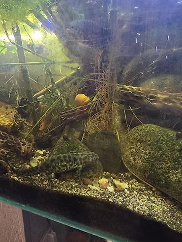 аквариумные растения: Аквариумный комплект с растениями и оборудованием - Стеклянный — 4