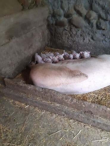 Айыл-чарба жаныбарлары: Сатам | Торопой | Чоң ак | Көбөйтүү үчүн — 3