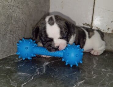 домик для собак: Бульдог, 1 месяц, Самец — 4