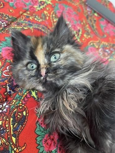 Аквариумы: Трёхцветный пушистый котёнок (черепаховый окрас) с длинной шерстью и — 3