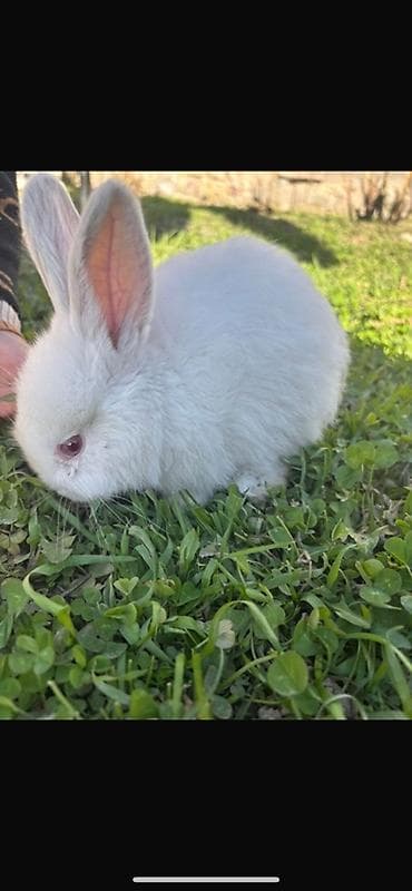 кукуруза ош: Продаем новозеландских кроликов имеются маленькие крольчата и 2 — 2
