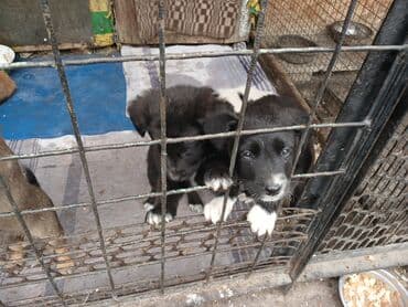 парода карова: Отдам даром щенят. есть 1 мальчик и 3 девочки. вырастут средними — 9