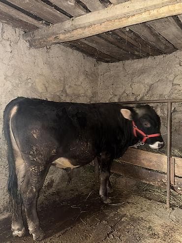 где купить кошку в бишкеке: Продаю | Бык (самец) | Привязанные — 4