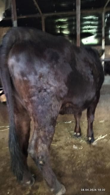 кулак тай: Продаю | Бык (самец) | На откорм — 5