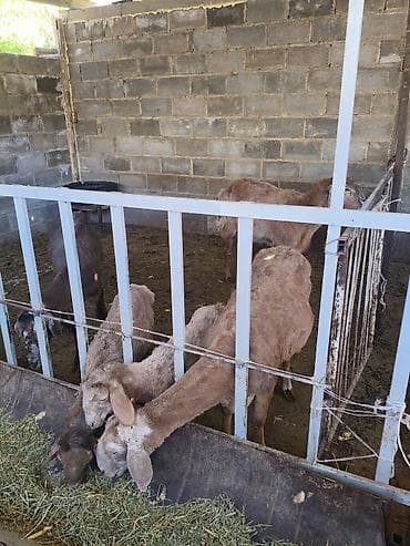 продажа домашних животных: Продаю | Ягненок | Арашан | Для разведения | Матка — 6