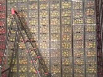 буудай баасы бишкек 2023: Груши — 4