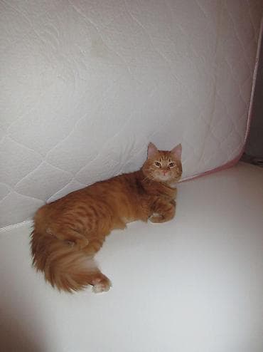 Үй жаныбарлары: Ит кууту: Британ кыска жүндүү, Эркек, 1 жаш, Кызгыл сары — 5