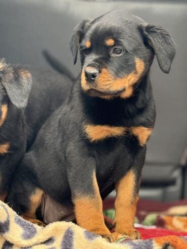 Иттер: Щенок породы ротвейлер Описание: - Породный щенок с классическим — 10