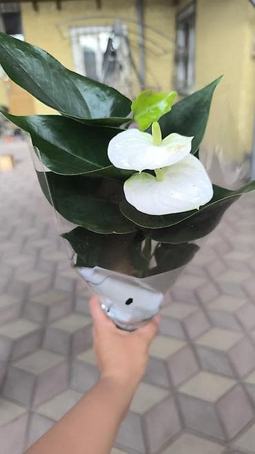 Дом и сад: Комнатные растения в горшках – декоративные виды для дома и офиса. В — 9