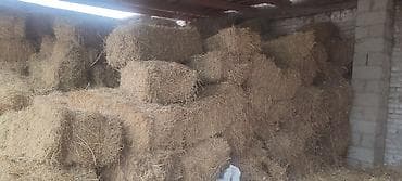 корм для животных: Клевер беде 200 — 1