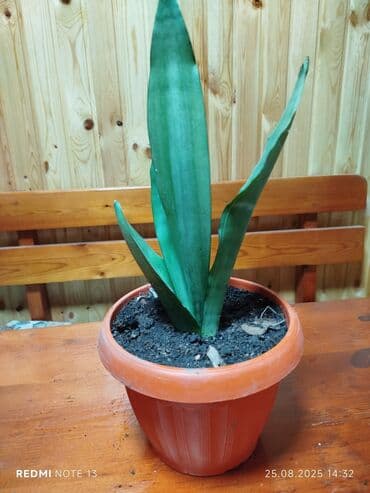 растения для аквариума: Элегантное комнатное растение с плотными зелеными листьями, посаженное — 3