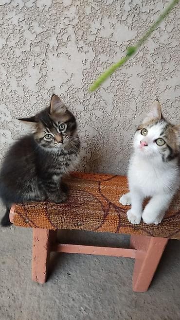котята на продажу: Котята домашние, ласковые и игривые. На фото — двое малышей: - — 1